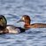 Lesser Scaup